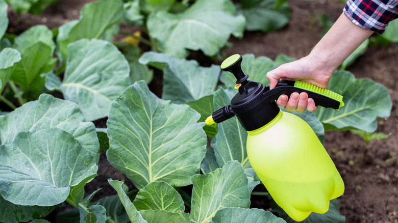 Spraying pesticide on leaves