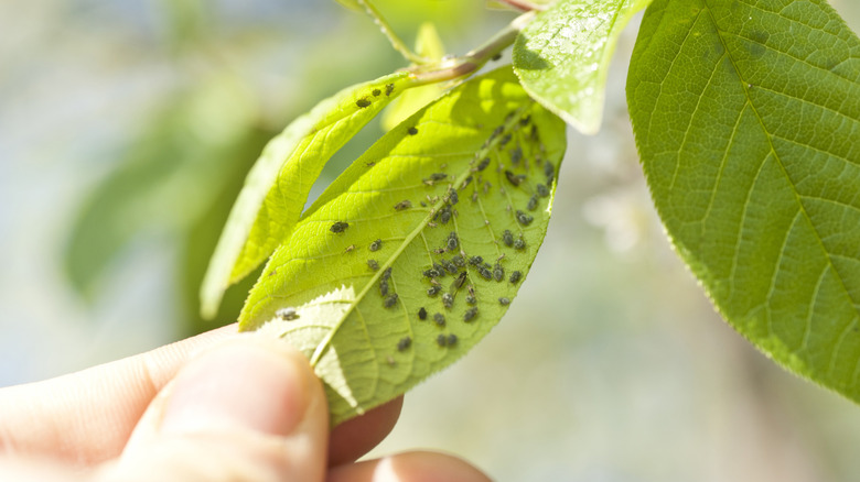 Hand holds leaf with aphids