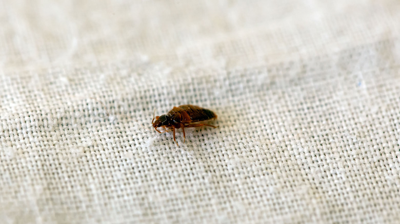 Bed bug on a sheet