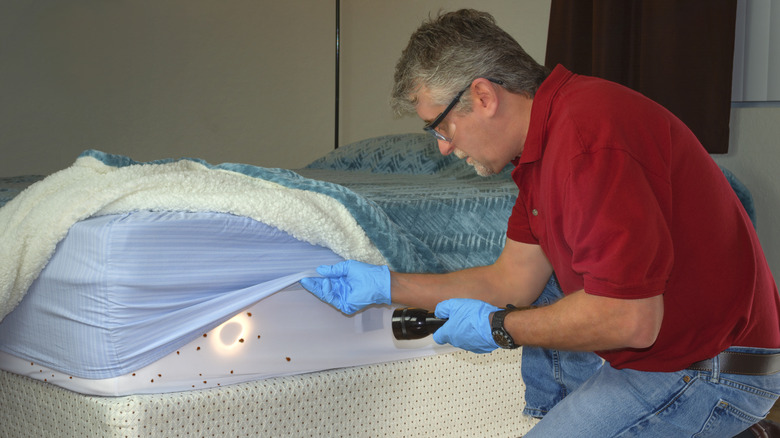 Man inspecting mattress for bed bugs