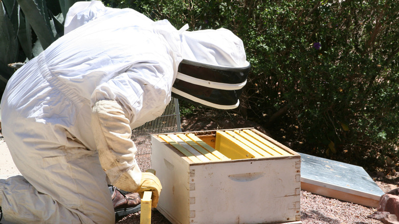 A pest control specialist with protective gear