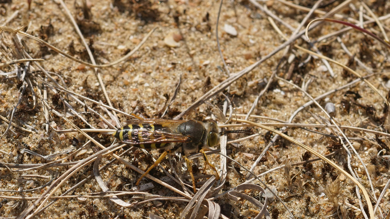 Black and yellow ground wasp on dried grass