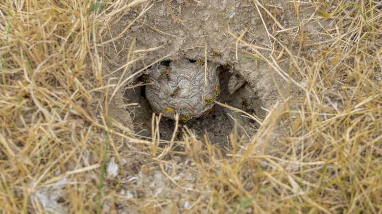 A ground wasp nest on the ground with a ground wasp in