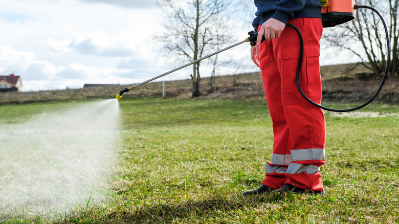 A man sprays pesticide on his lawn.