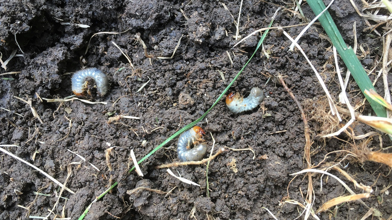 A few grubs lay on bare soil near grass.