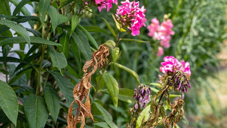 dying flower in garden