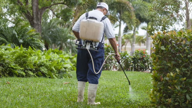 person spraying weeds