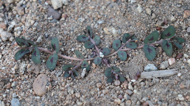 spurge weed in dirt