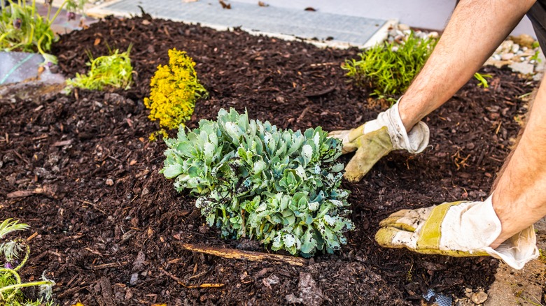 mulching the garden