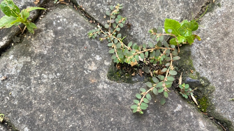 spurge weed growing in sidewalk crack