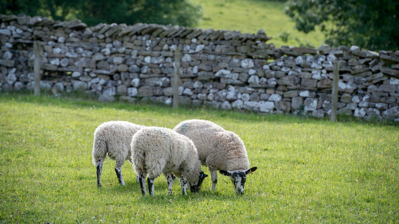 sheep grazing in field