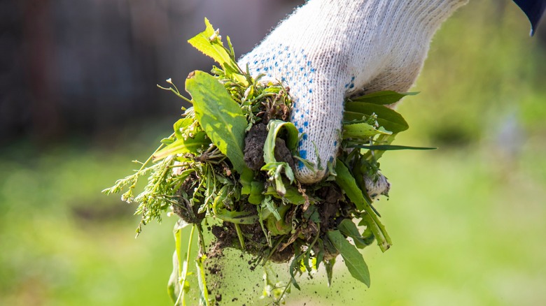 hand holding pulled weeds