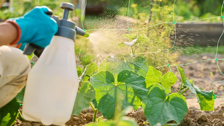 gloved hand spraying weeds