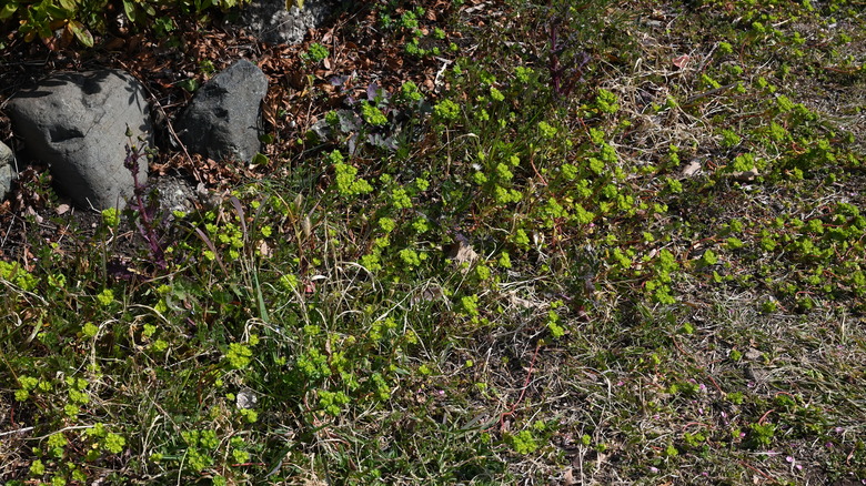 spurge taking over lawn