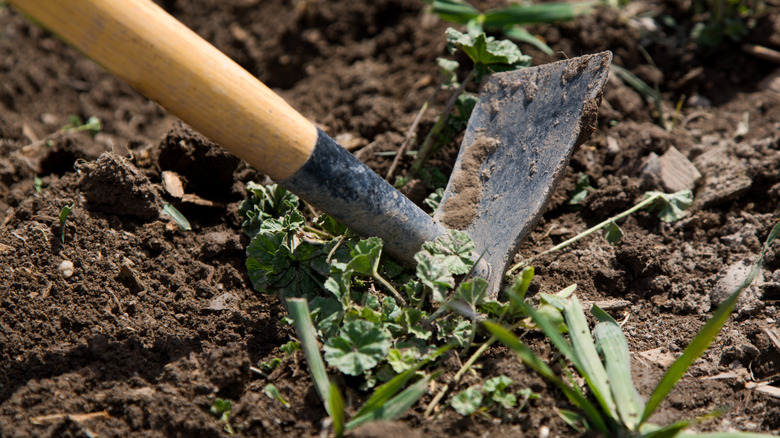 raking to remove weeds