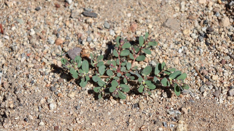 spurge on dry soil