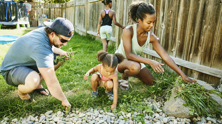 family pulling weeds in yard