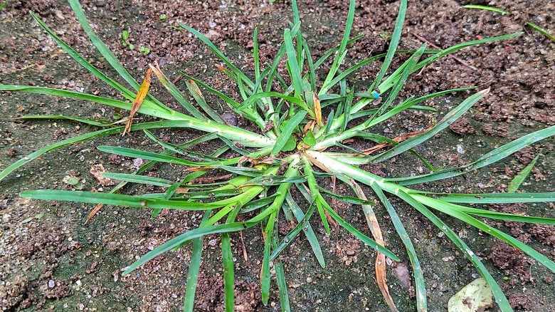 closeup of goosegrass