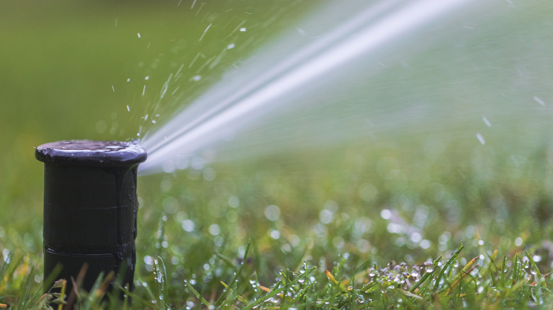 sprinkler in lawn