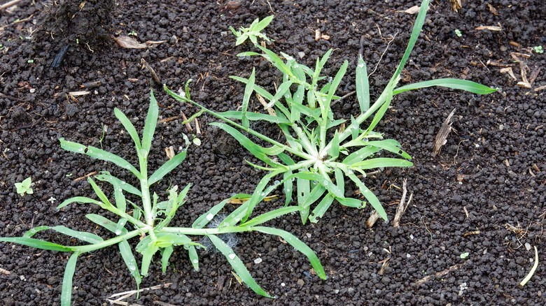 goosegrass growing in soil