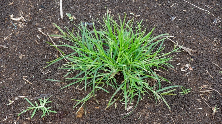 goosegrass in dry soil