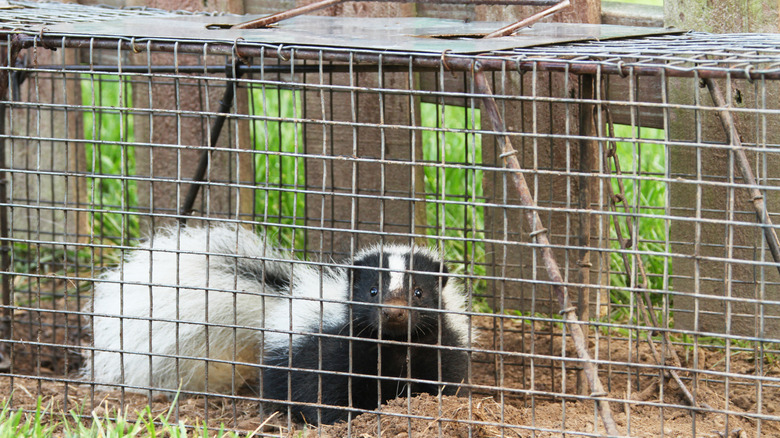 Skunk trapped in cage next to fence