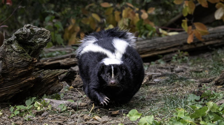 A large skunk climbs over a piece of felled wood