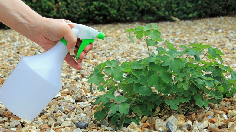 A person spraying a weed in a gravel driveway