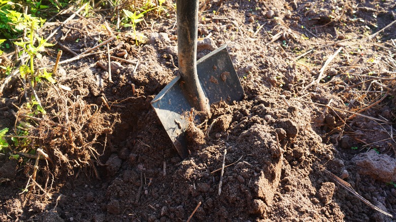 Weeding soil with a shovel