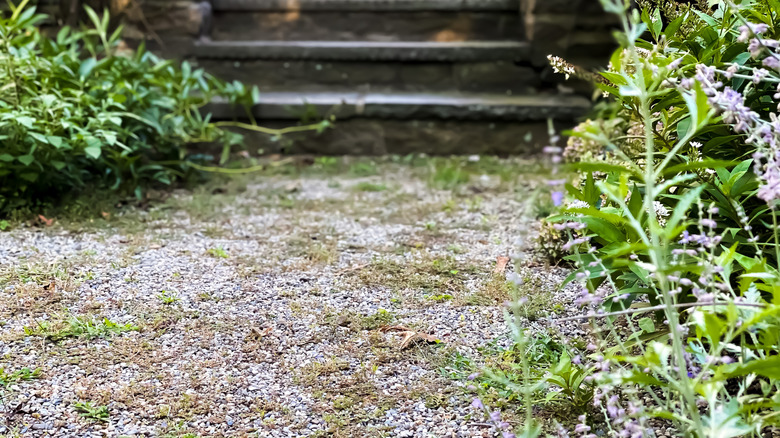 Weeds growing in gravel near a house