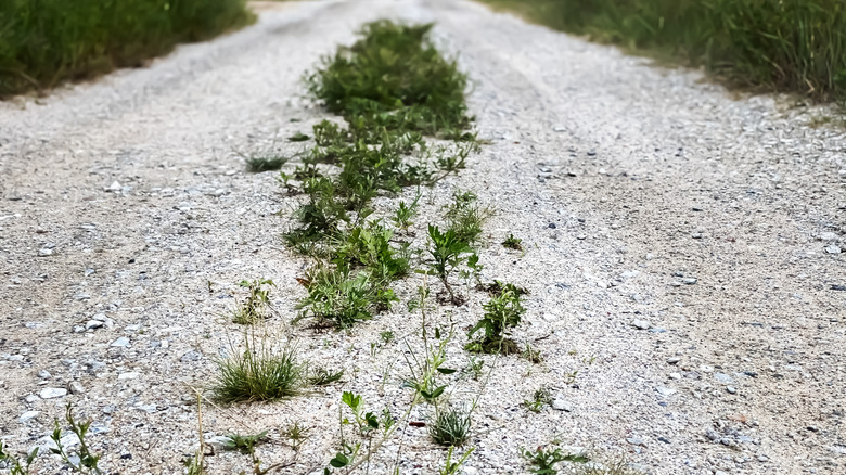 Large patch of weeds over a gravel driveway