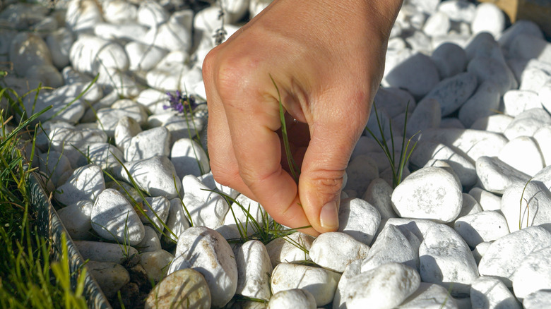 A hand pulling the top of a weed between rocks