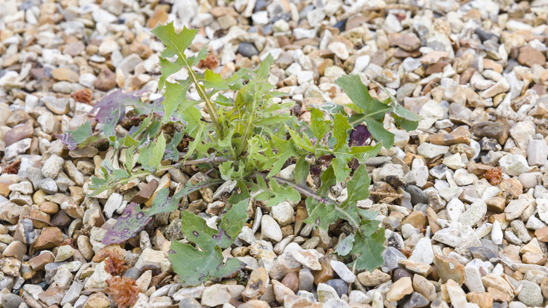 A weed growing on gravel