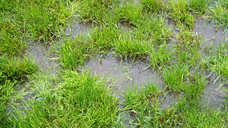 Lawn with standing water