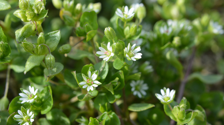 Chickweed blooming in the sun