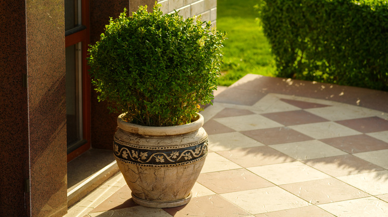 A boxwood in a decorative pot