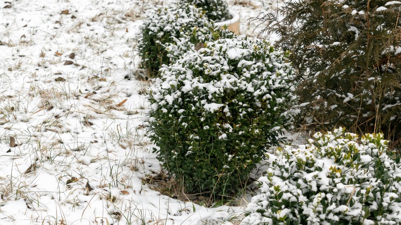 Boxwoods covered with snow