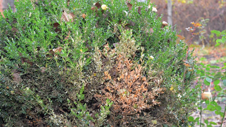 A diseased boxwood with areas of yellowed and infested leaves