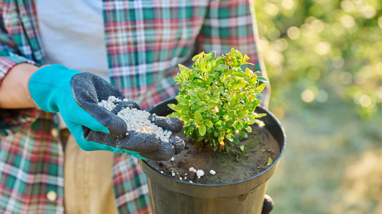 Woman holding a young potted boxwood plant and sprinkling white fertilizer granules into the pot with a gloved hand