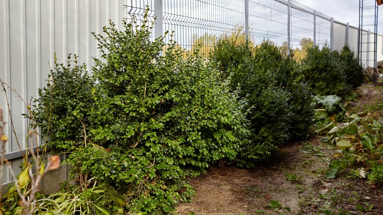 Boxwoods against a fence