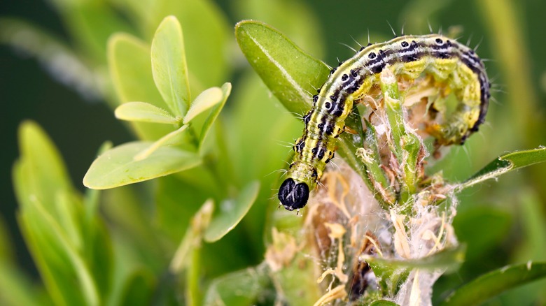 Box tree moth on lush boxwood