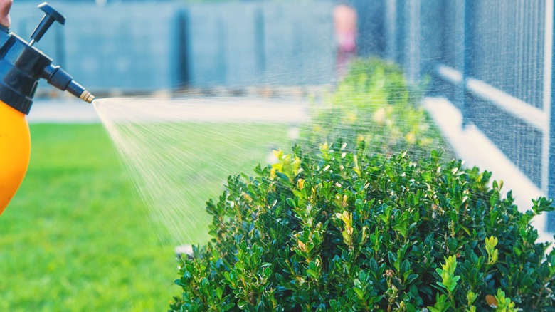 Watering a boxwood