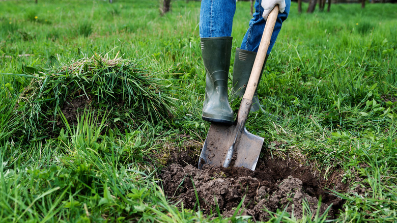 A person digging a hole for planting