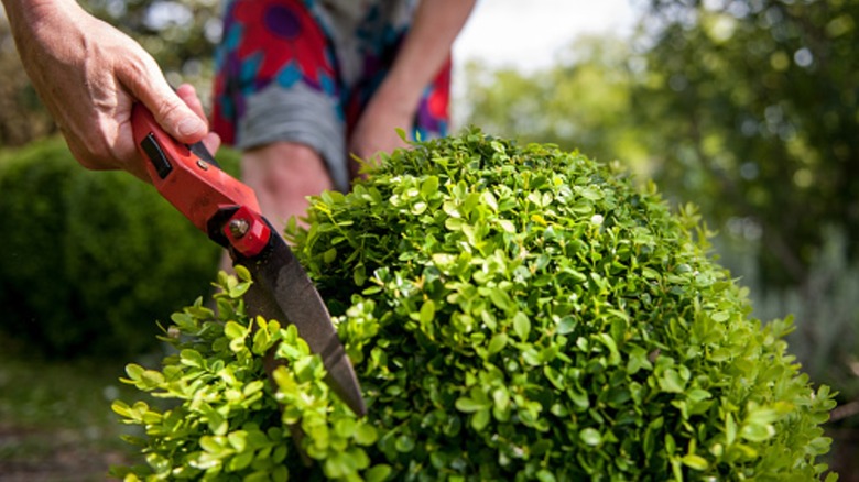 A person pruning a boxwood