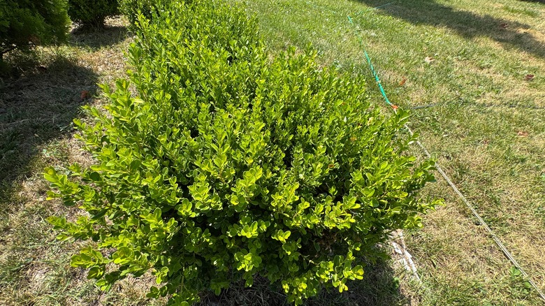 Boxwood plants in a yard