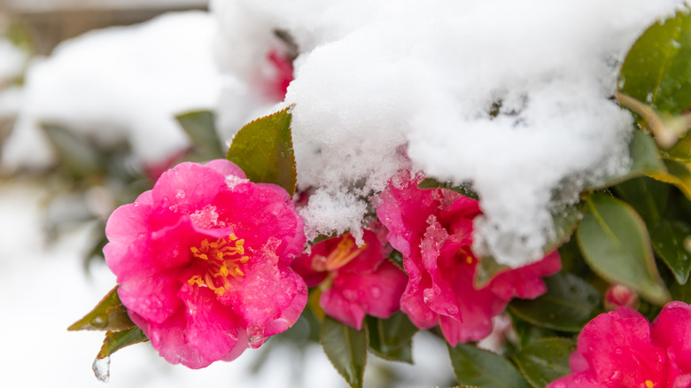 A camellia plant covered with snow