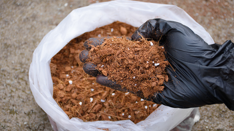 A gloved hand holding a handful of fertilzer peat