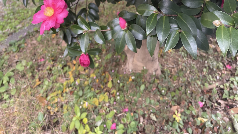 A camellia plant in a yard