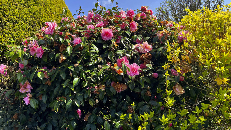 A blooming camellia plant