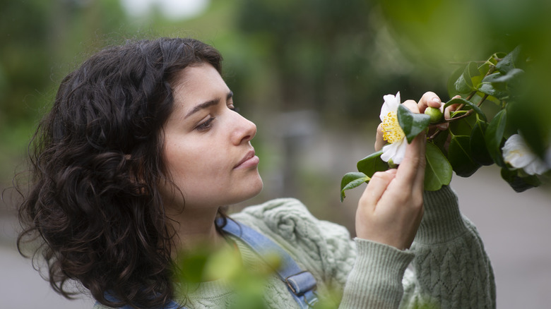 Woman inspecting a branch of a camellia bush for disease or pests